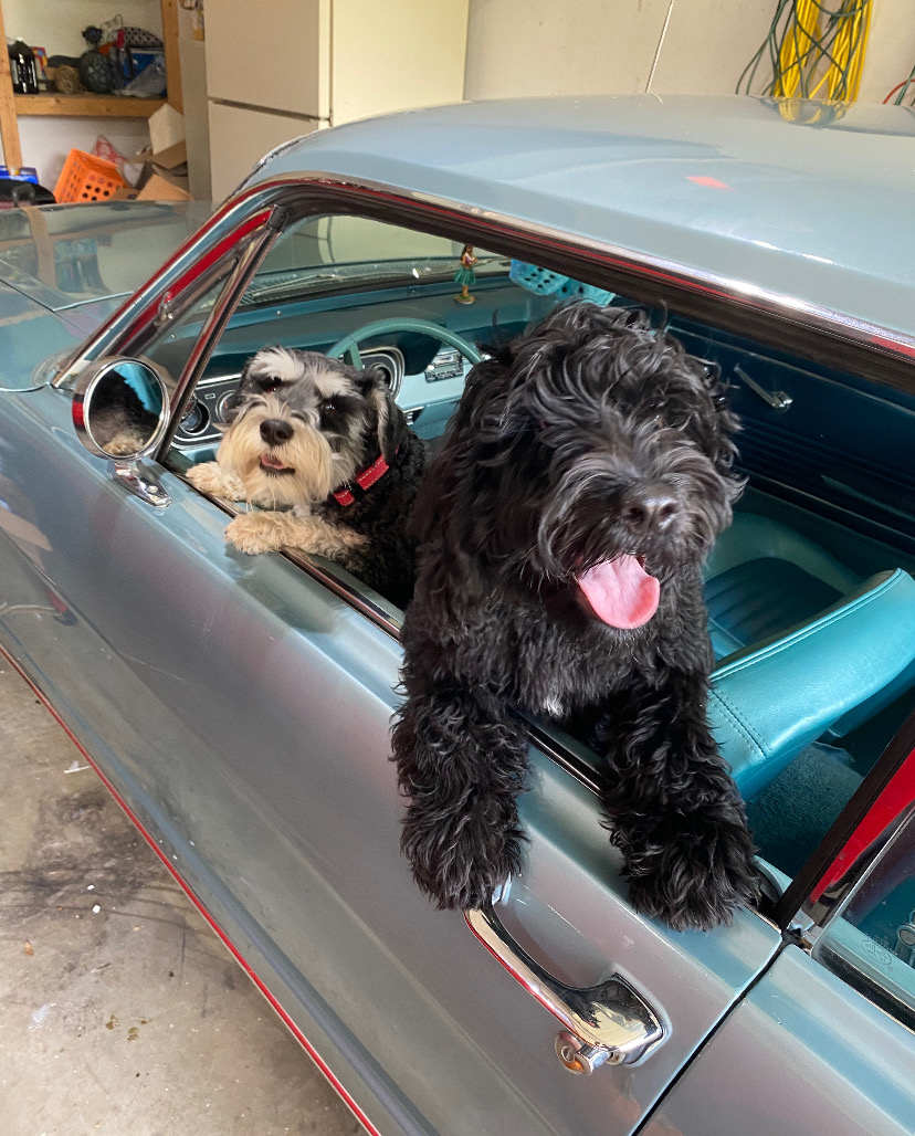 Dogs in Jimmys car
