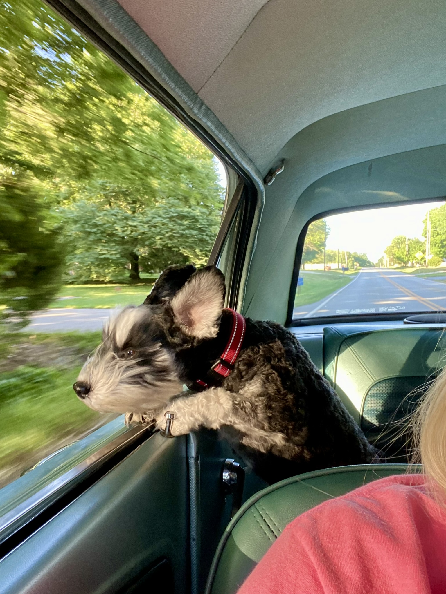 Dog in window of Jimmys car